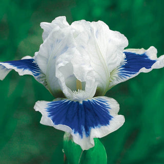 Open Your Eyes Dwarf Bearded Iris Seeds